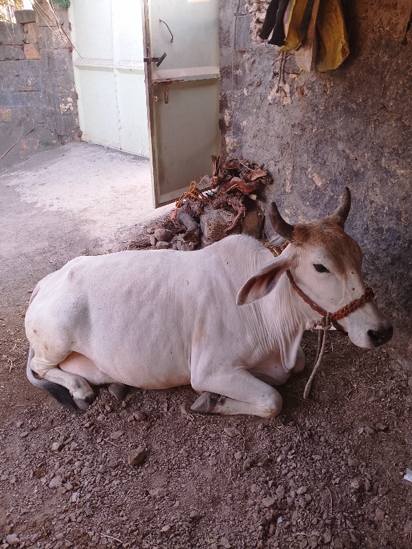 કિંમત ફિક્સ છે