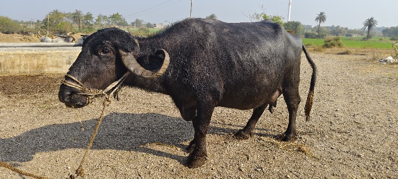 ભેંશ વેચવાની છે