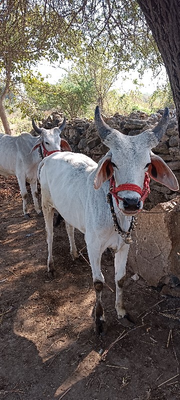 ગોઢલા વેચ વાના...