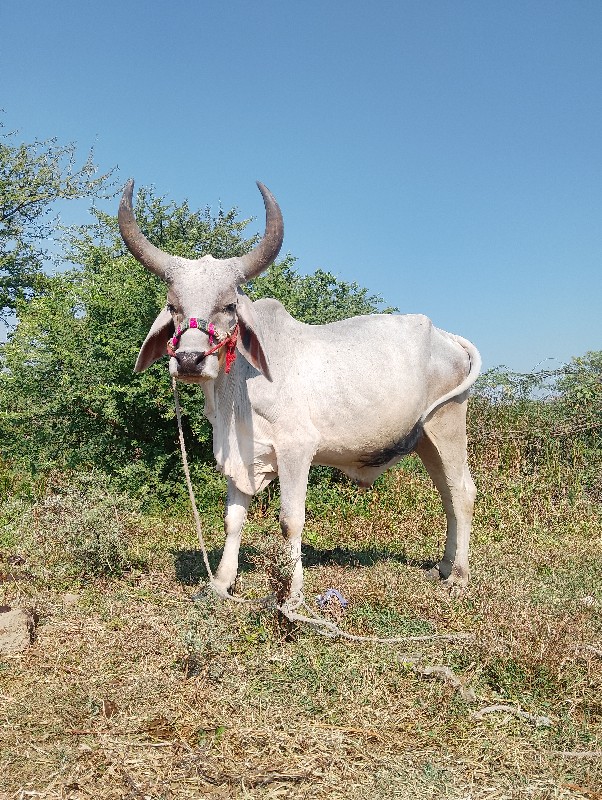 ગોદલો