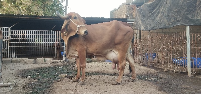 ગાય્ વેચ્વાનિ છ...