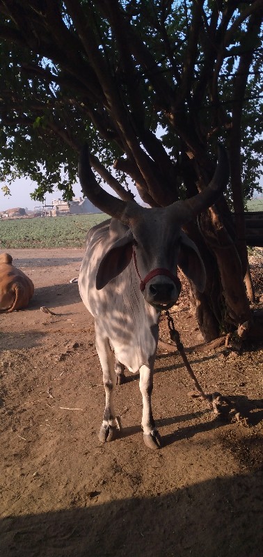 ગાય વેંચ વાની છ...