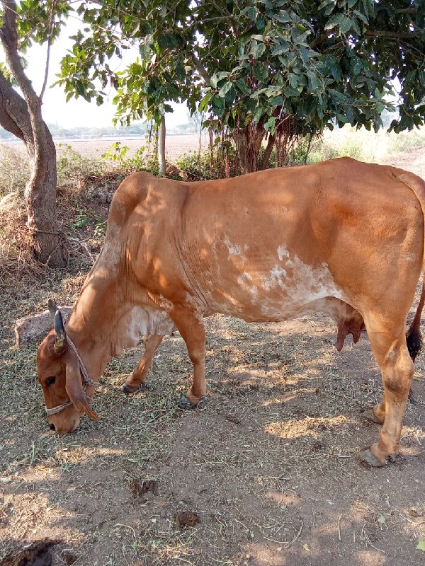 ગાય વેચવાની છે