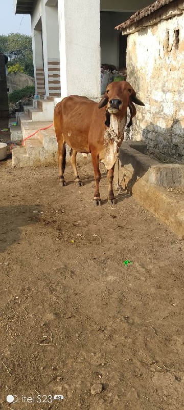 ગીર હૉડકી