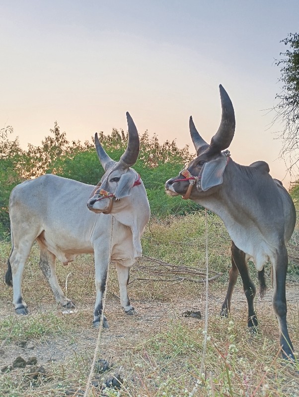 ગોઠલા નેસના ના...