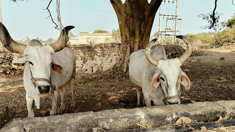 બળદ વેચવાના છે