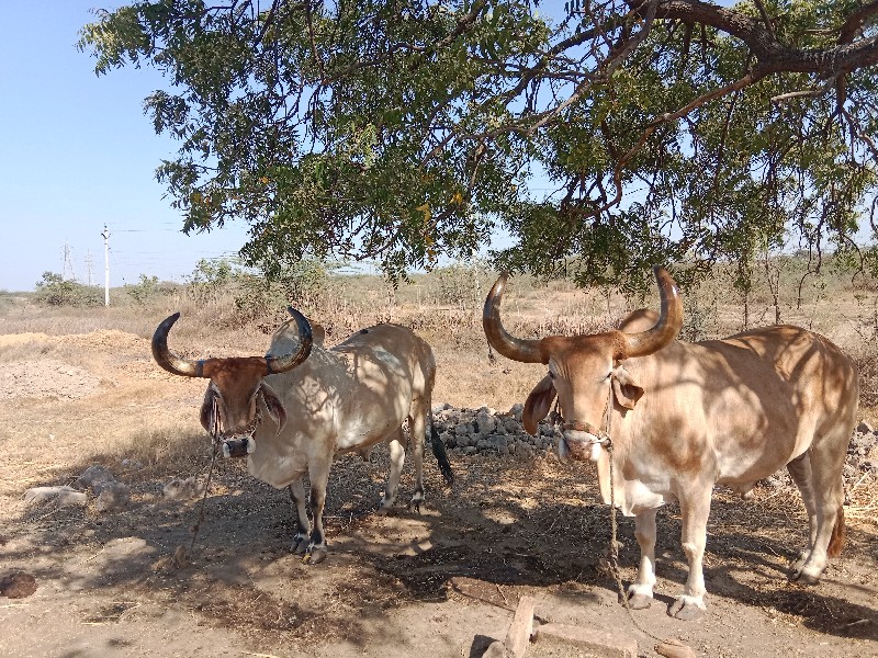 બળદ વેચવાના‌ છે