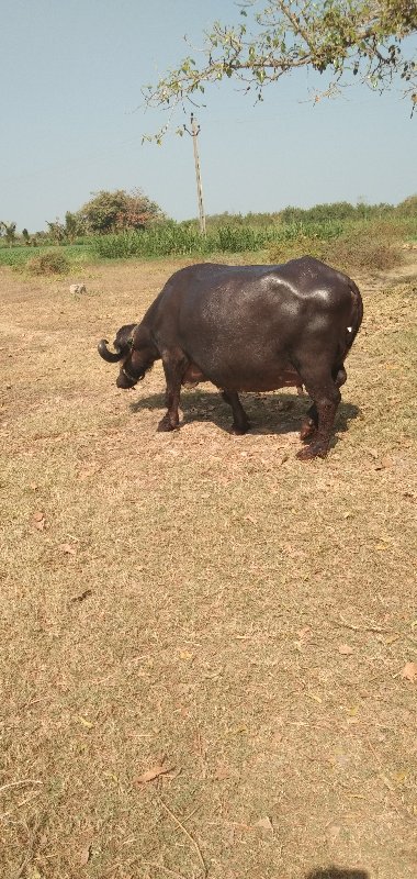 ભેસ વેચવાની છે.