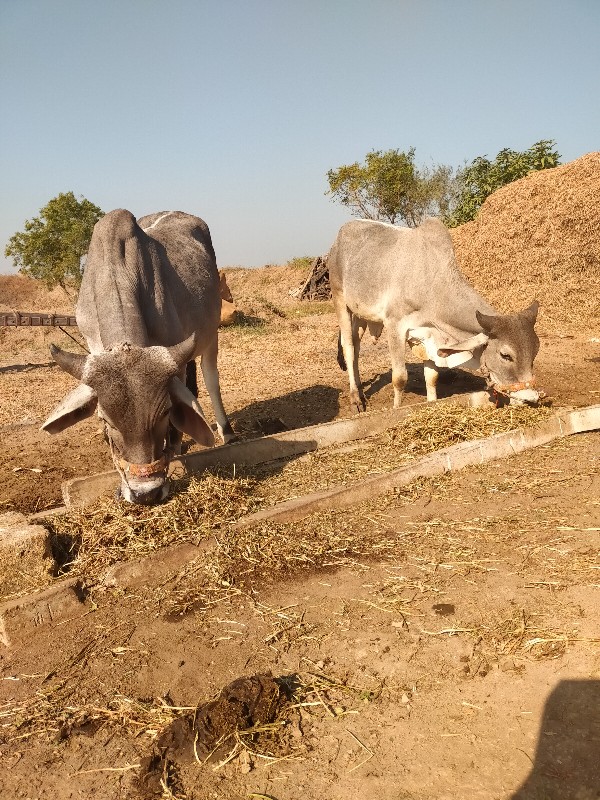 ગોધલા વેચવાના છ...