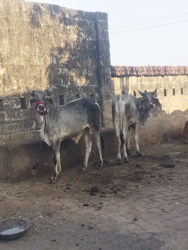 ગોઢલા વેચવાના છ...