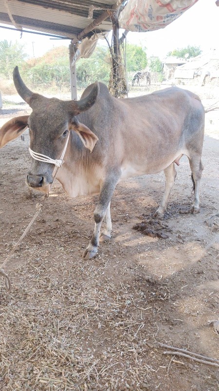 ગાય વેચવાની છે