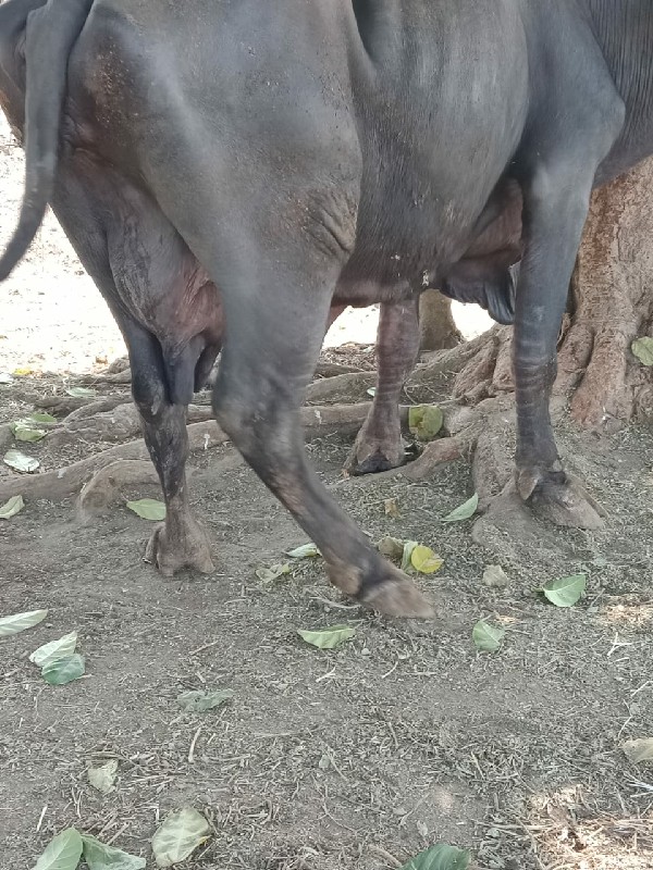 ભેંસ વેચવાની છે