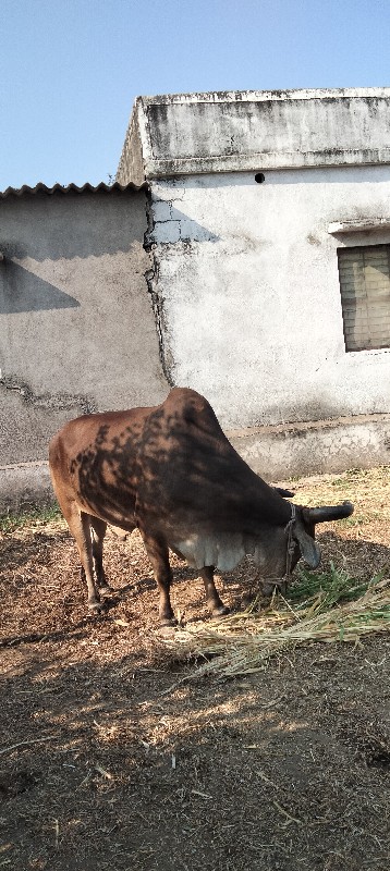 બળદ વેચવાનો છે