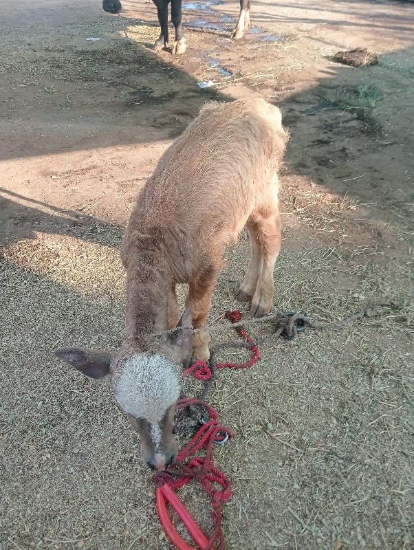 ભેંશ વેશવાની છે