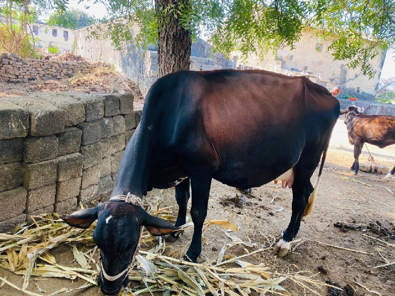 HF ગાય વેચવાની...