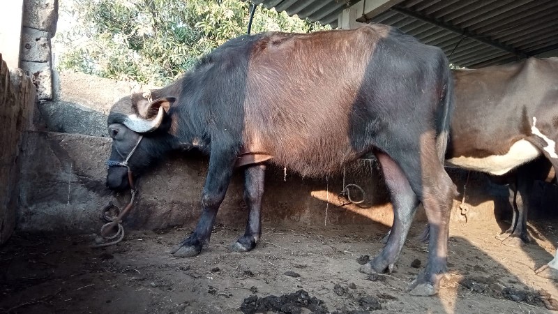 ખડેલી વેચવા ની...