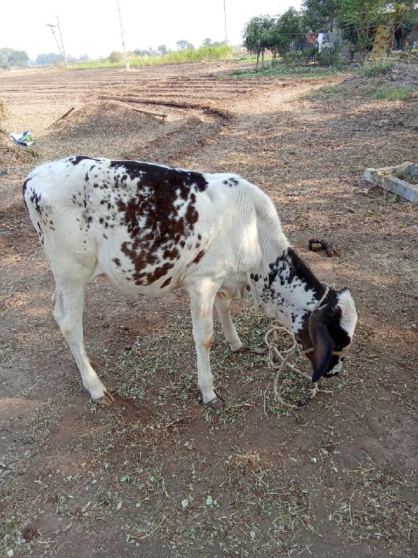 hf  વાછડી વેચવા...