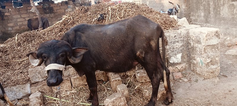 ખડેલી વેચવાની છ...