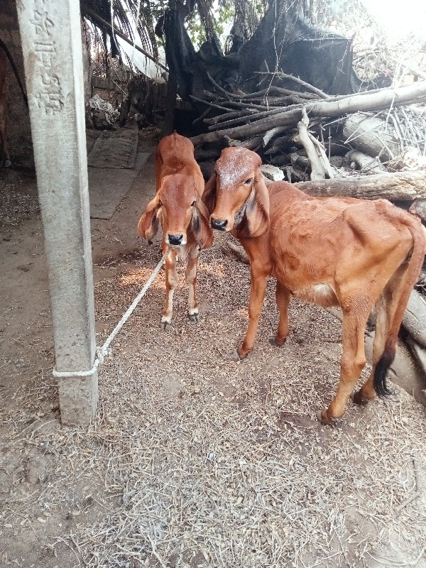 વાસડીયુદેવાનીસે