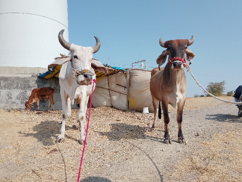 ફુલ સોજા છે