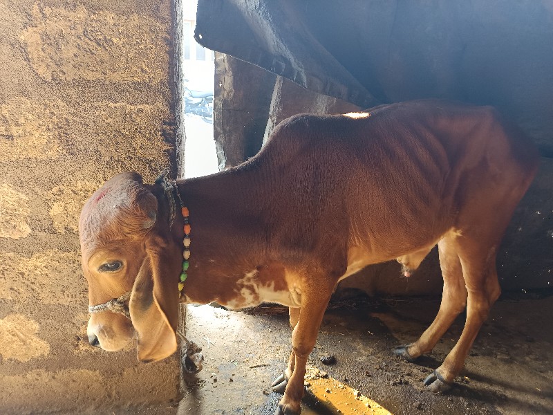 વાછડો  વેચવાનો...