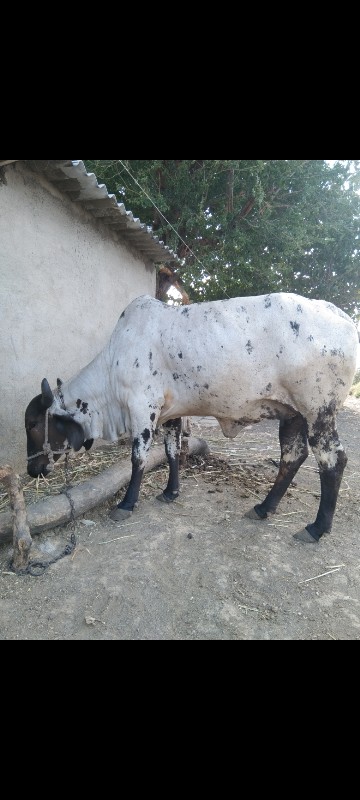 ગાય અને હોડકુ વ...