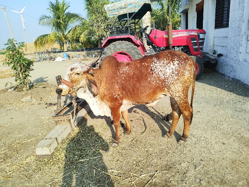 હોડકી વેસવાનીછે