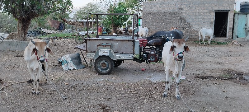 વેચવાના છે