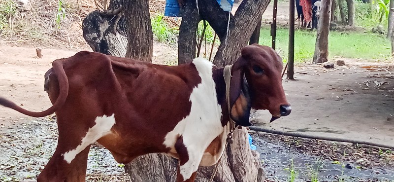 વાસણી વેસવા ની...