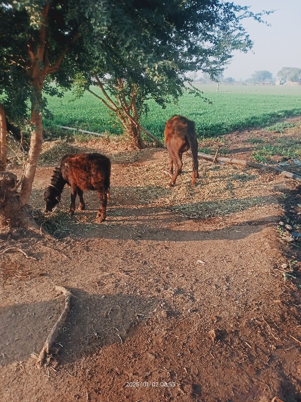 પાડો પાડી વેચવા...