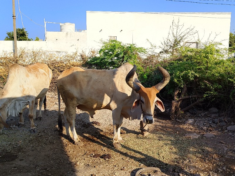 બળદ વેચ વના છે