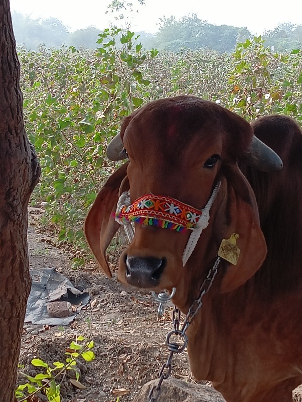 ગાય વેચવાની છે