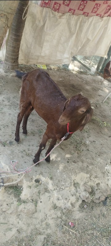 bakri bevani ch...