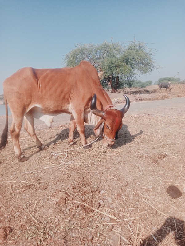 સડોદર