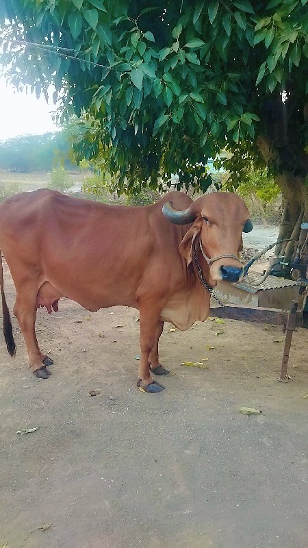 ગાય વેંચ વાની છ...