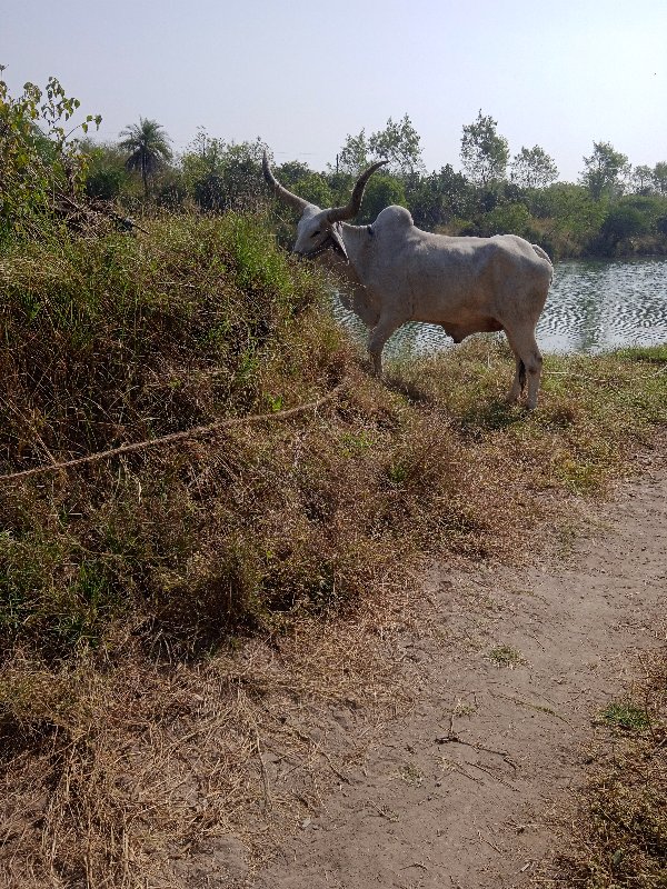 બળદ