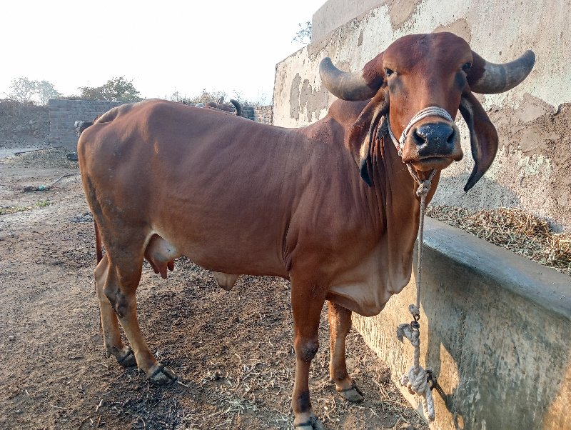 ગીર ગાય વેચવાની...