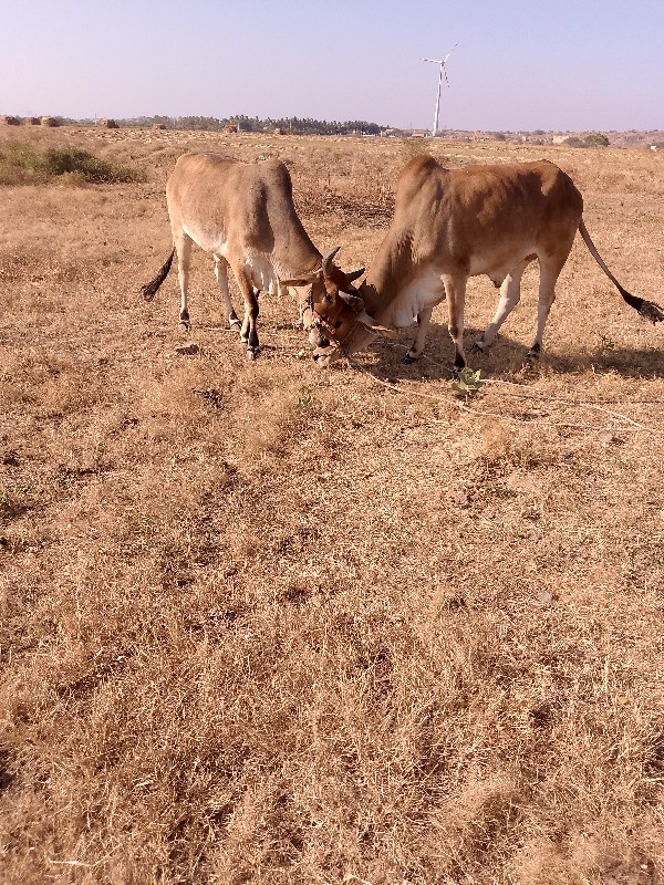 ચાલુછે