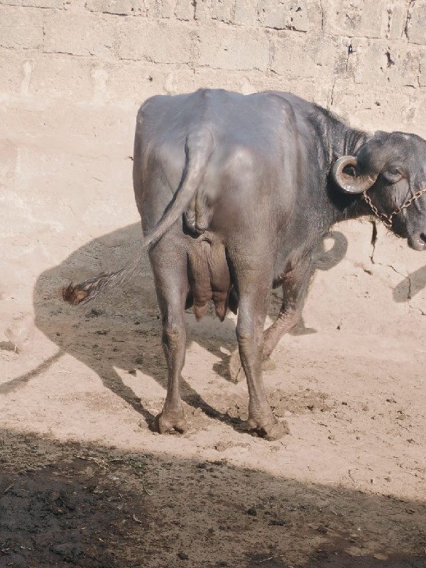 ભેસ વેસવાની છે...