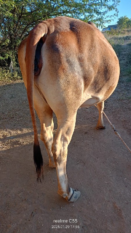 ગાય વેચવાની છે