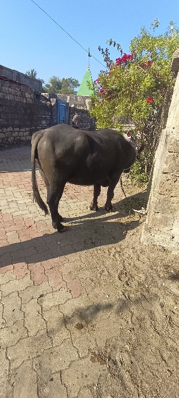 ખડેલુ દેવાનુ છે...