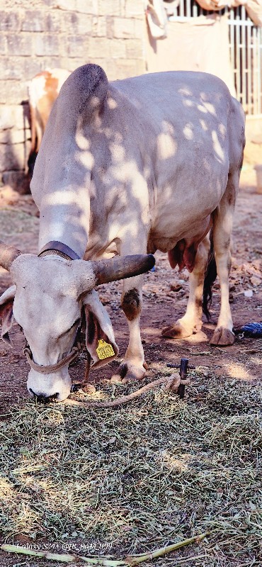 ગીર ગાય