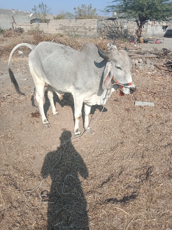 ગોધલો‌ વૈચવાનો‌...