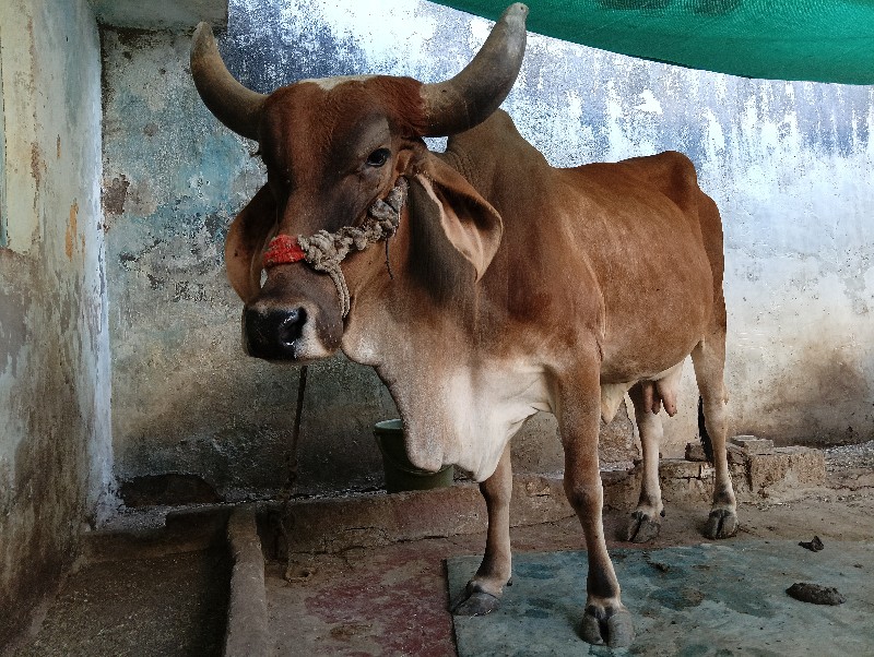 ગાય વેચવાની છે