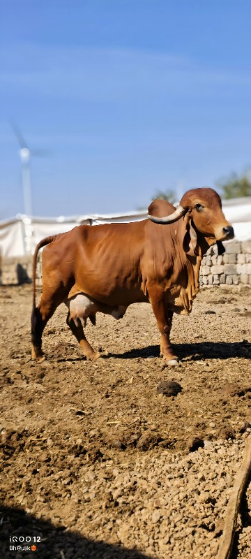 ગીર ગાય વેચવાની...