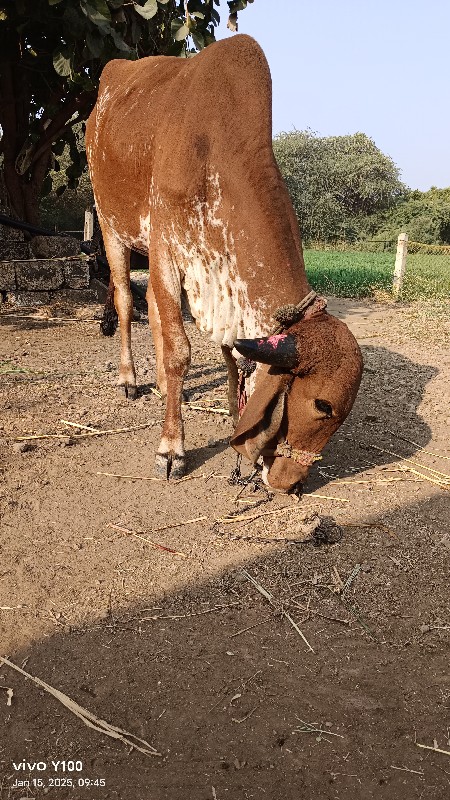 વાસડી