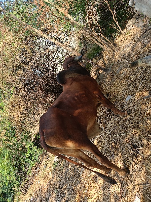 ગીર ખુટ વેચવાનો...