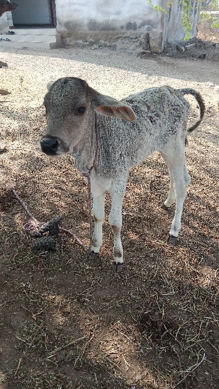 ગાય જર્સી