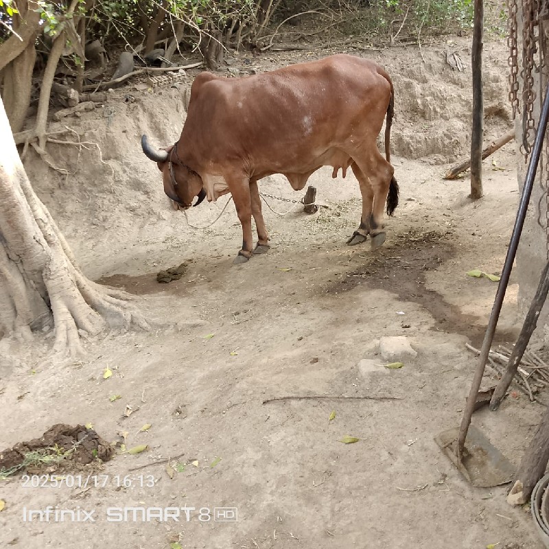 ગીર ગાય વેચવાની...