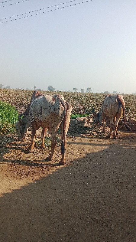 બડદ વેસવાના છે